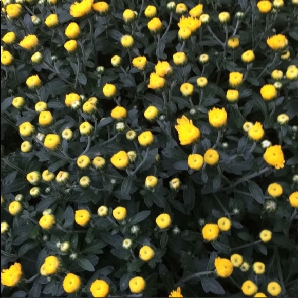 Meet the Posher! - Picture 2 of 5